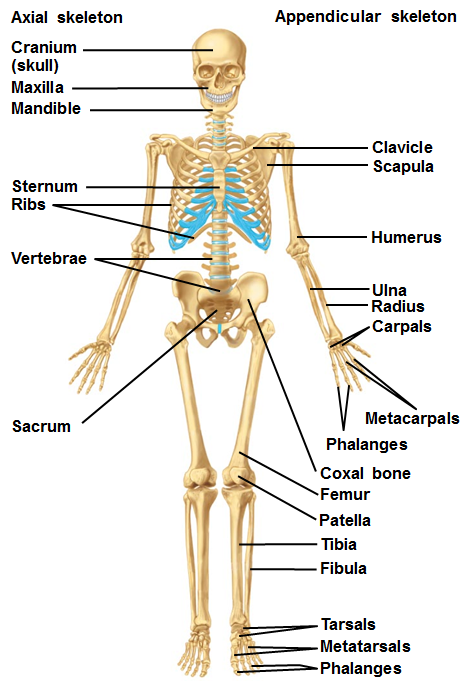 Skeleton