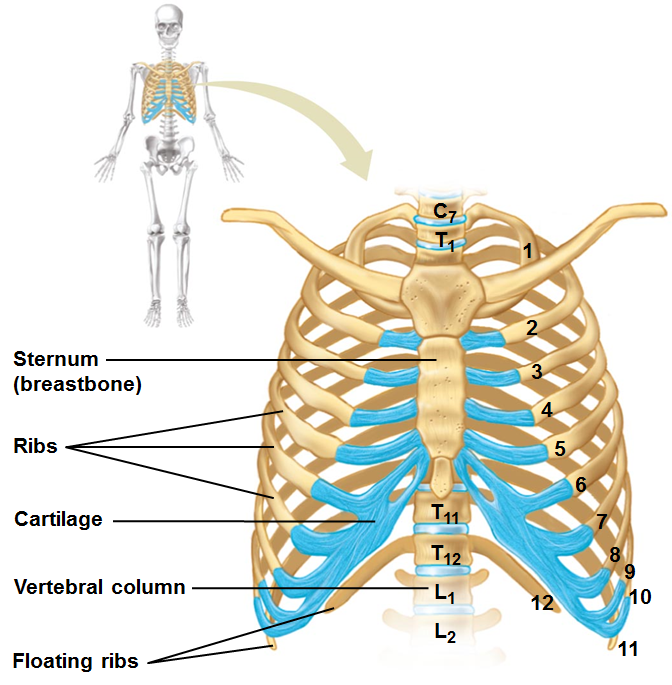 Human Biology Skeletal Anatomy Lab