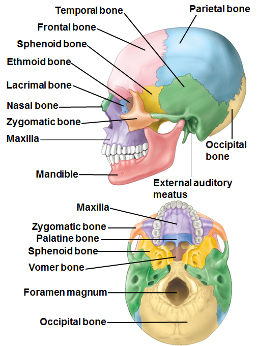 skull