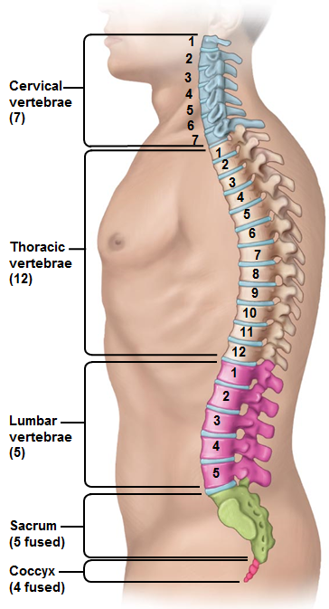 vertebrae