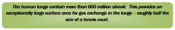 Rounded Rectangle: The human lungs contain more than 600 million alveoli. This provides an exceptionally large surface area for gas exchange in the lungs – roughly half the size of a tennis court.