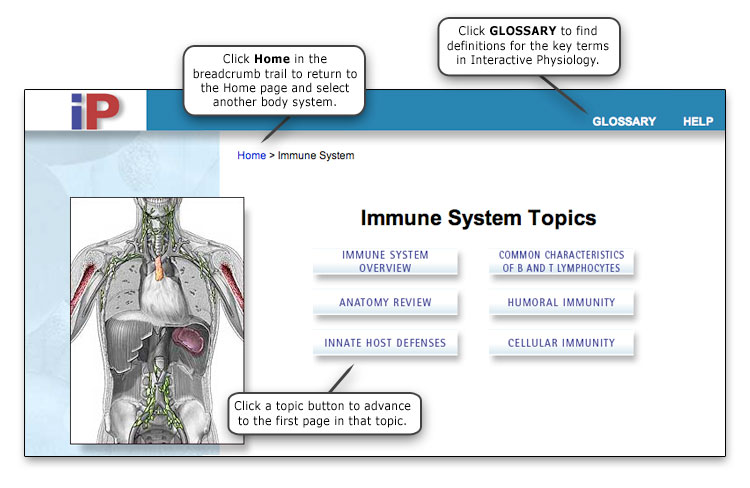 Body System Page Illustration